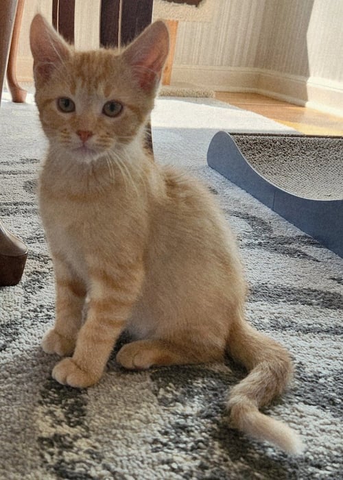 IVAN - MAX APPS - Domestic Short Hair available for adoption