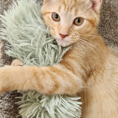 IVAN - MAX APPS - Domestic Short Hair available for adoption