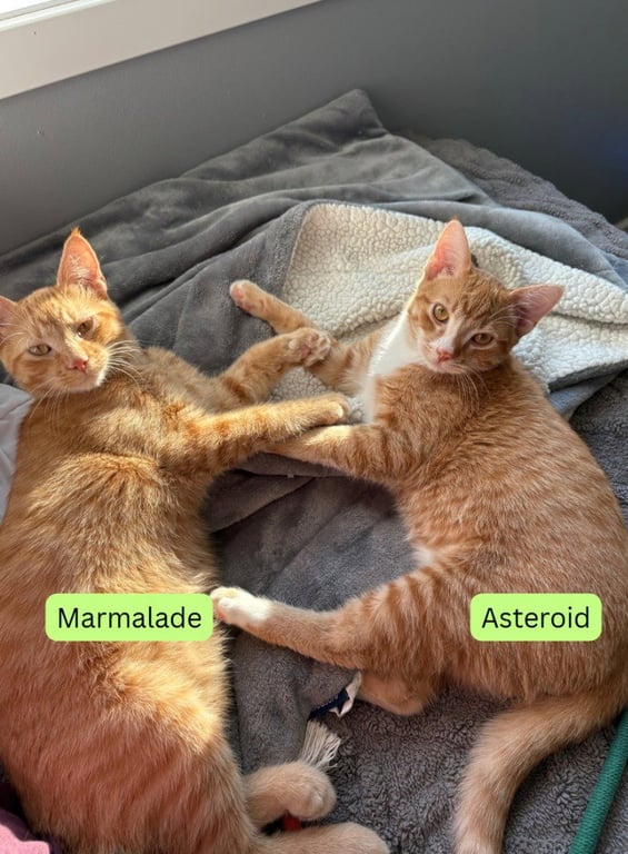 Marmalade / Asteroid Image