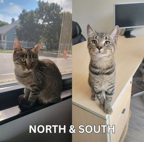 NORTH / SOUTH - Domestic Short Hair available for adoption