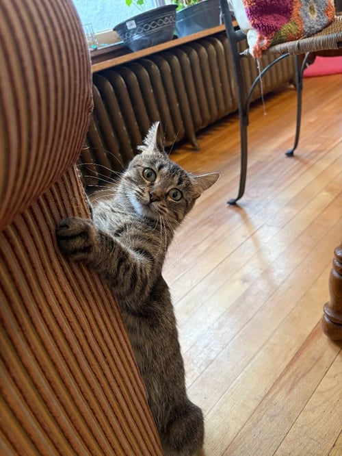 NORTH / SOUTH - Domestic Short Hair available for adoption