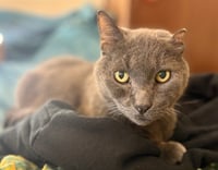 Smokey Joe - Photo 3
