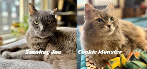 SMOKEY JOE / COOKIE MONSTER - Domestic Short Hair available for adoption