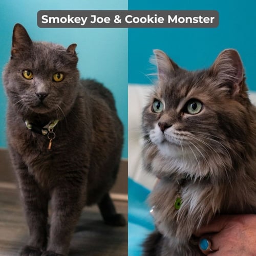 SMOKEY JOE / COOKIE MONSTER - Domestic Short Hair available for adoption