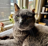 Smokey Joe - Photo 4