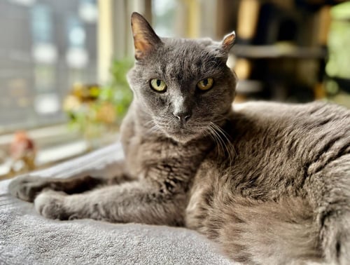 SMOKEY JOE - Domestic Short Hair available for adoption