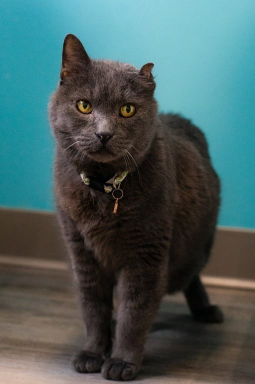 Smokey Joe Image