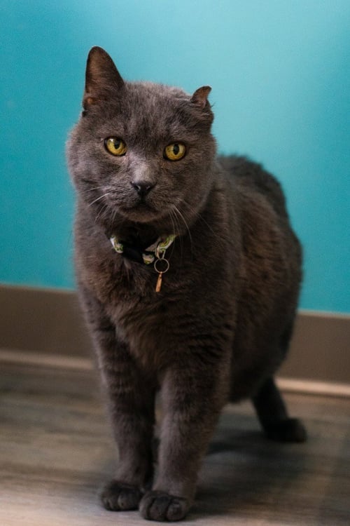 SMOKEY JOE - Domestic Short Hair available for adoption