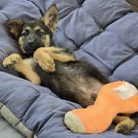 Quibble - Pending Adoption - Photo 4
