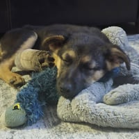 Quibble - Pending Adoption - Photo 3