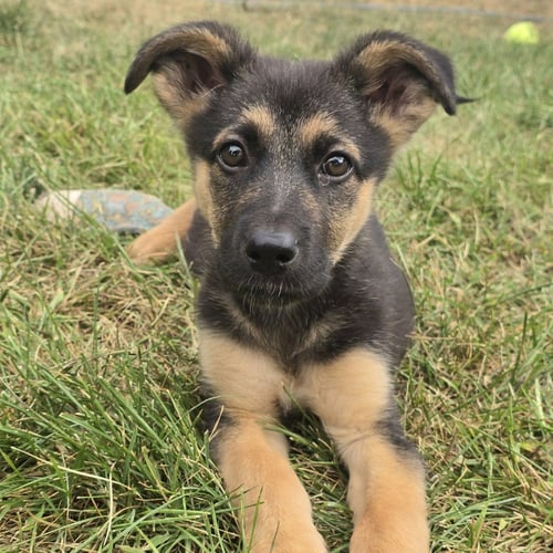 QUIBBLE - PENDING ADOPTION - German Shepherd Dog / Terrier available for adoption
