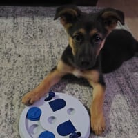 Quibble - Pending Adoption - Photo 2