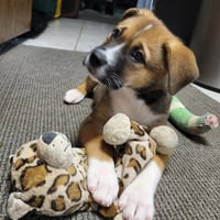 Diamond - Photo 2