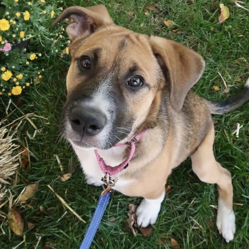 DIAMOND - German Shepherd Dog / Terrier available for adoption