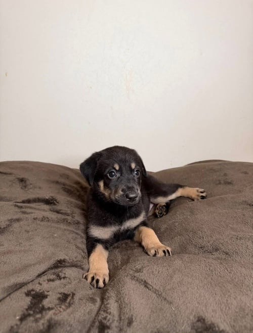 DOT - German Shepherd Dog for adoption in St. Paul