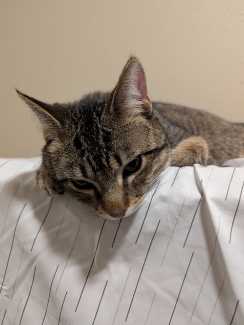 JOEY - Domestic Short Hair available for adoption