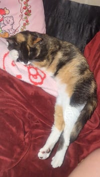 Callie - Photo 4