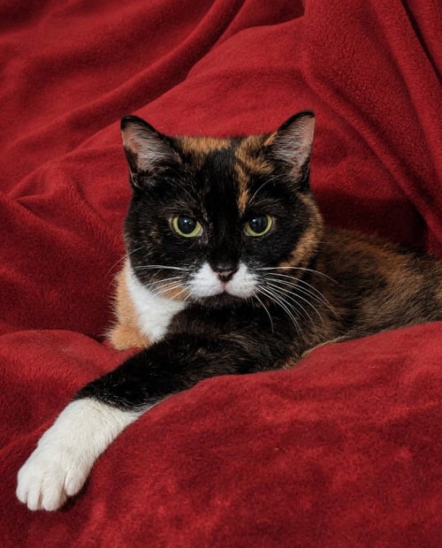 CALLIE - Domestic Short Hair available for adoption