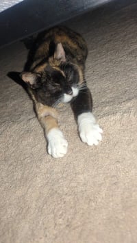 Callie - Photo 3