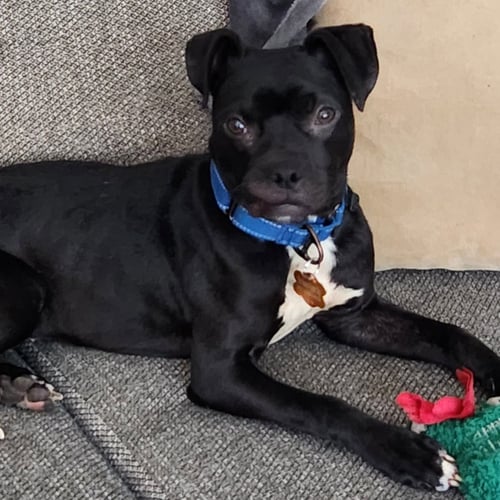 KABUKI - NO LONGER ACCEPTING APPLICATIONS - Boxer available for adoption