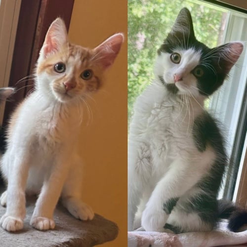 MARTHA / BECK - Domestic Short Hair available for adoption