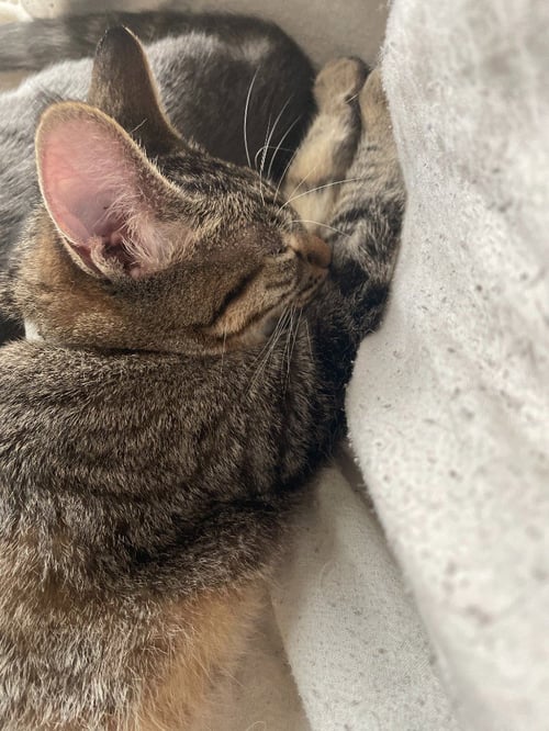 MAUDE / MEERA - Domestic Short Hair available for adoption