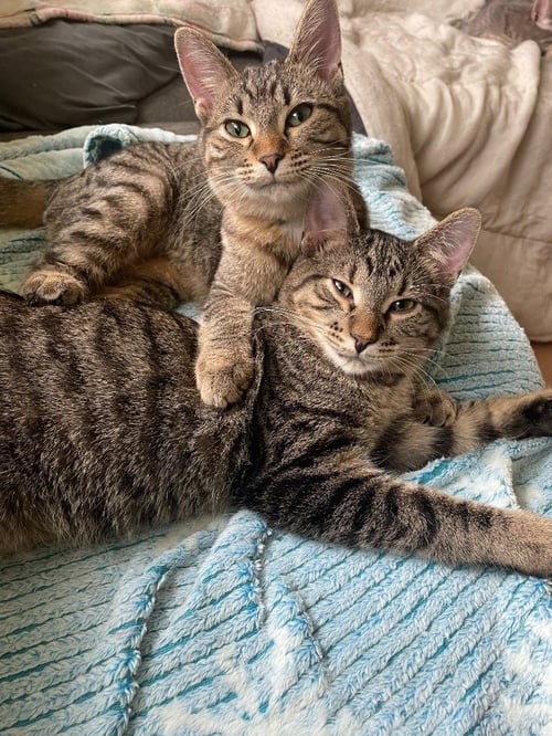 MAUDE / MEERA - Domestic Short Hair available for adoption