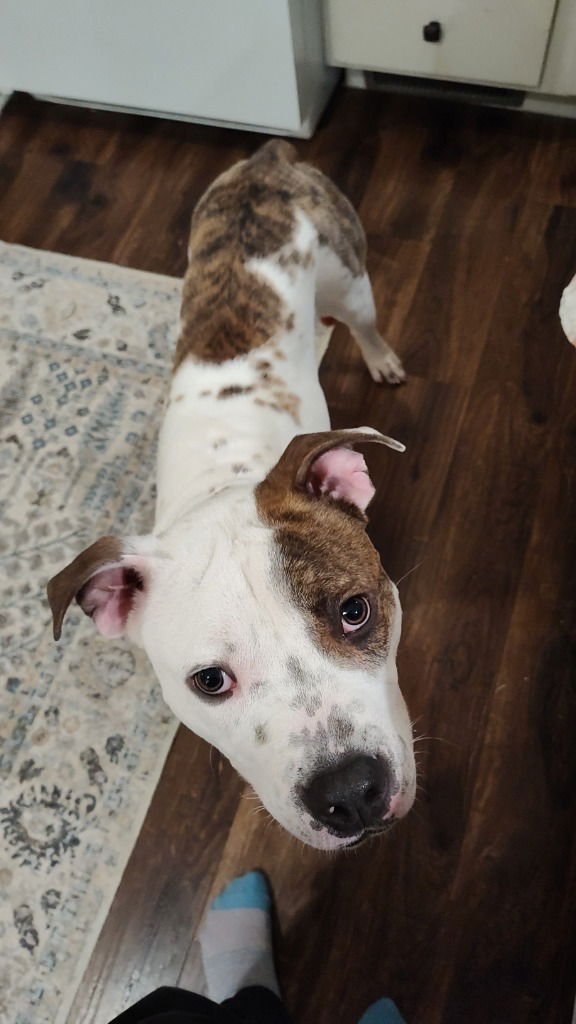 GOOSE - Pit Bull Terrier / Terrier available for adoption