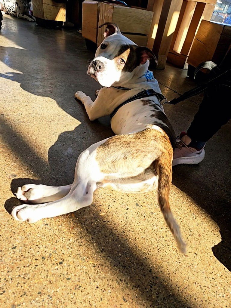 GOOSE - Pit Bull Terrier / Terrier available for adoption