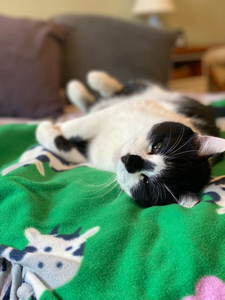 ASTRO-PENDING ADOPTION - Domestic Short Hair available for adoption