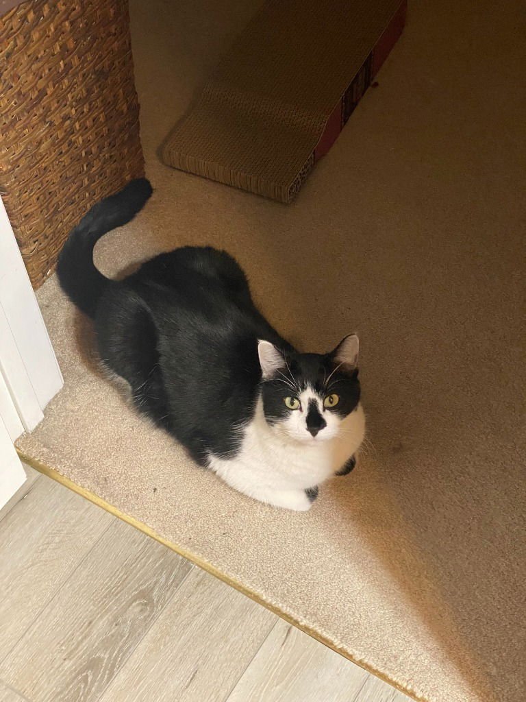 ASTRO-PENDING ADOPTION - Domestic Short Hair available for adoption