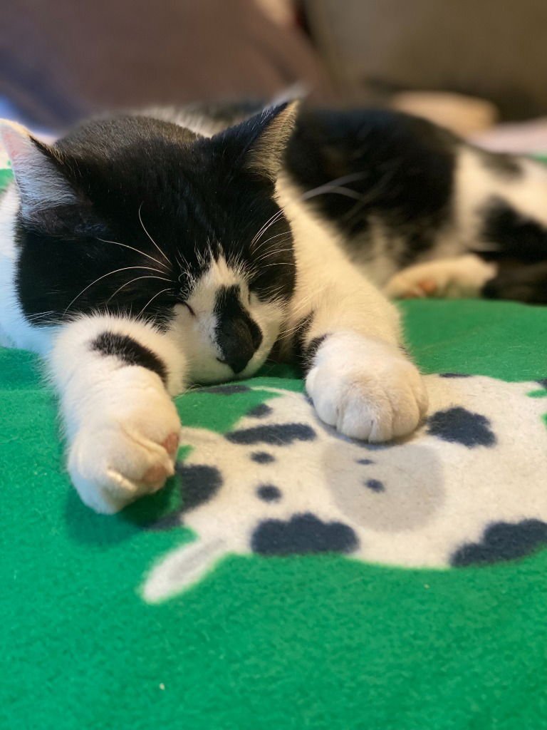 Astro-Pending Adoption - Photo 3