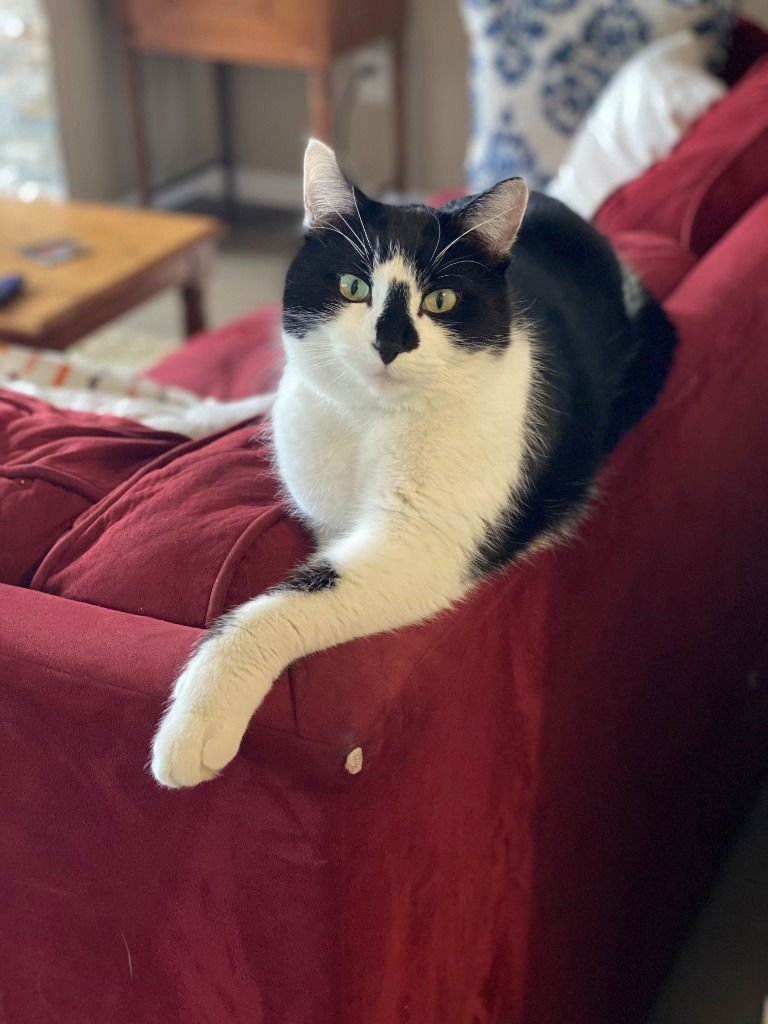 Astro-Pending Adoption - Photo 4