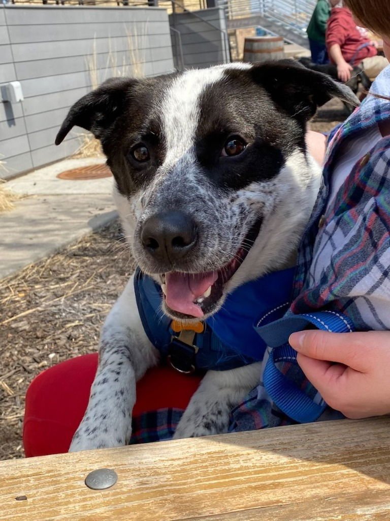 MAYNARD - Cattle Dog available for adoption