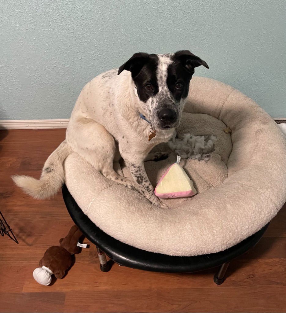 MAYNARD - Cattle Dog available for adoption