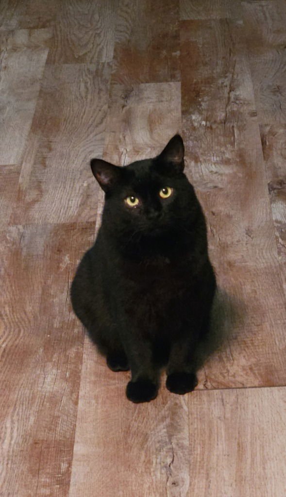 JEFFREY - Domestic Short Hair available for adoption