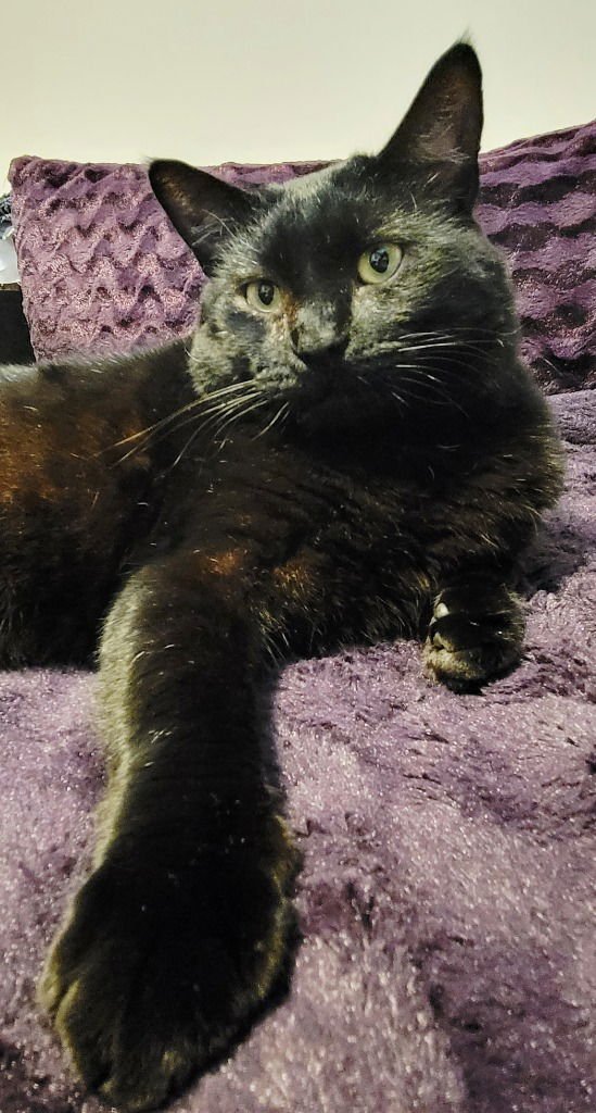 JEFFREY - Domestic Short Hair available for adoption