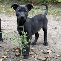 Bubba - Photo 2