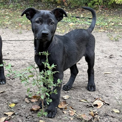 BUBBA - German Shepherd Dog / Labrador Retriever available for adoption