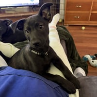Bubba - Photo 4