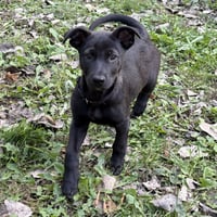 Bubba - Photo 3