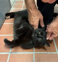 Pip - Pending Adoption - Photo 3