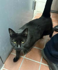 Pip - Pending Adoption - Photo 2