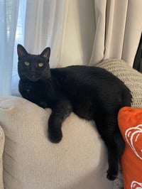 Pip - Pending Adoption - Photo 1