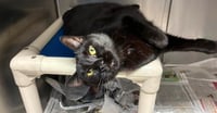 Pip - Pending Adoption - Photo 4