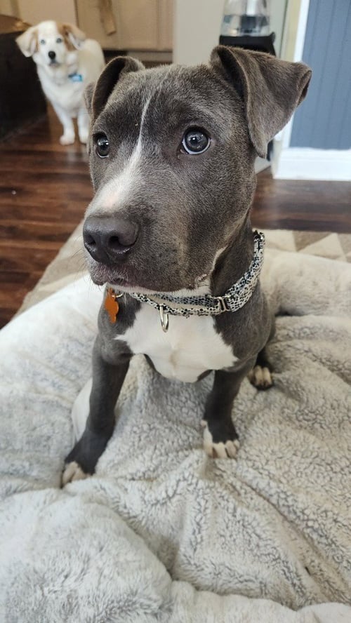 ROLIE POLIE OLIE - Pit Bull Terrier for adoption in St. Paul