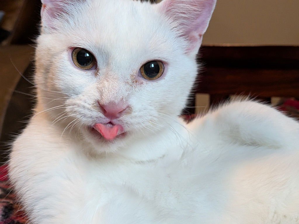 WINTER - PENDING ADOPTION - Domestic Short Hair available for adoption