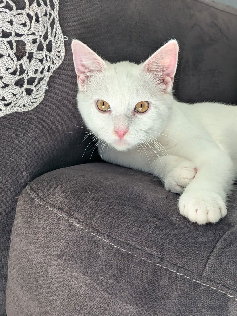 WINTER - PENDING ADOPTION - Domestic Short Hair available for adoption