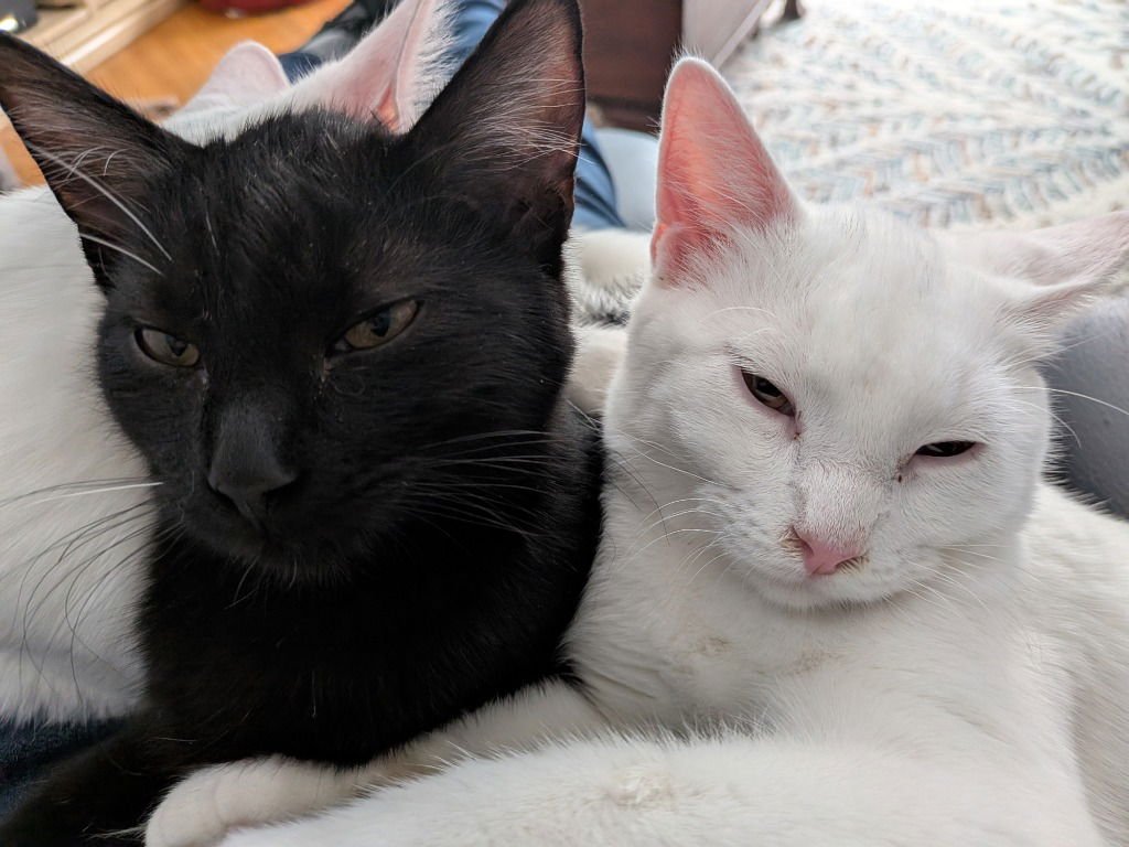 Winter - Pending Adoption - Photo 3