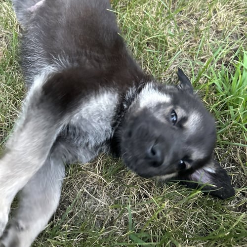 GULLY - German Shepherd Dog / Terrier available for adoption